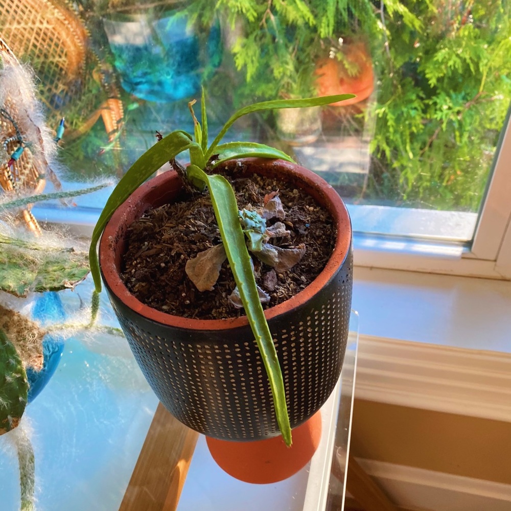 Handmade By Me Planter Terracota Dot 🔮 - Picture 14 of 16